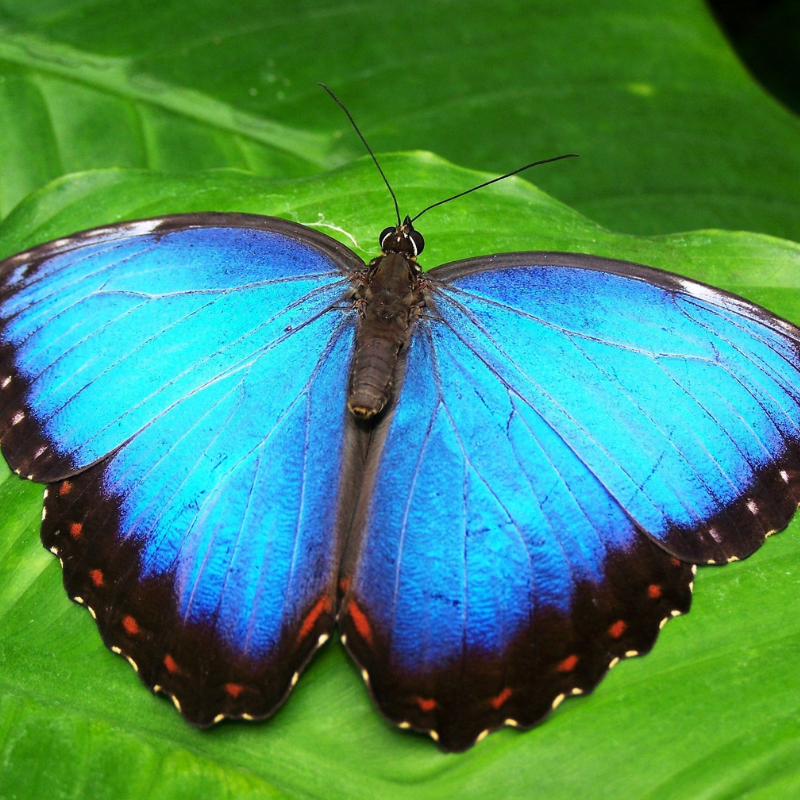 papillions bleu