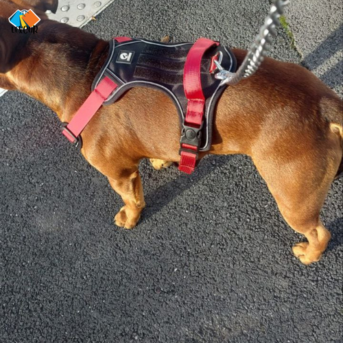 Harnais Flex - Gilet pour chien