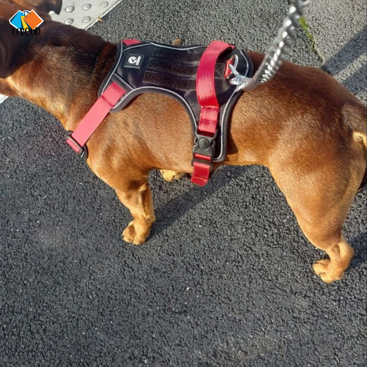 Harnais Flex - Gilet pour chien