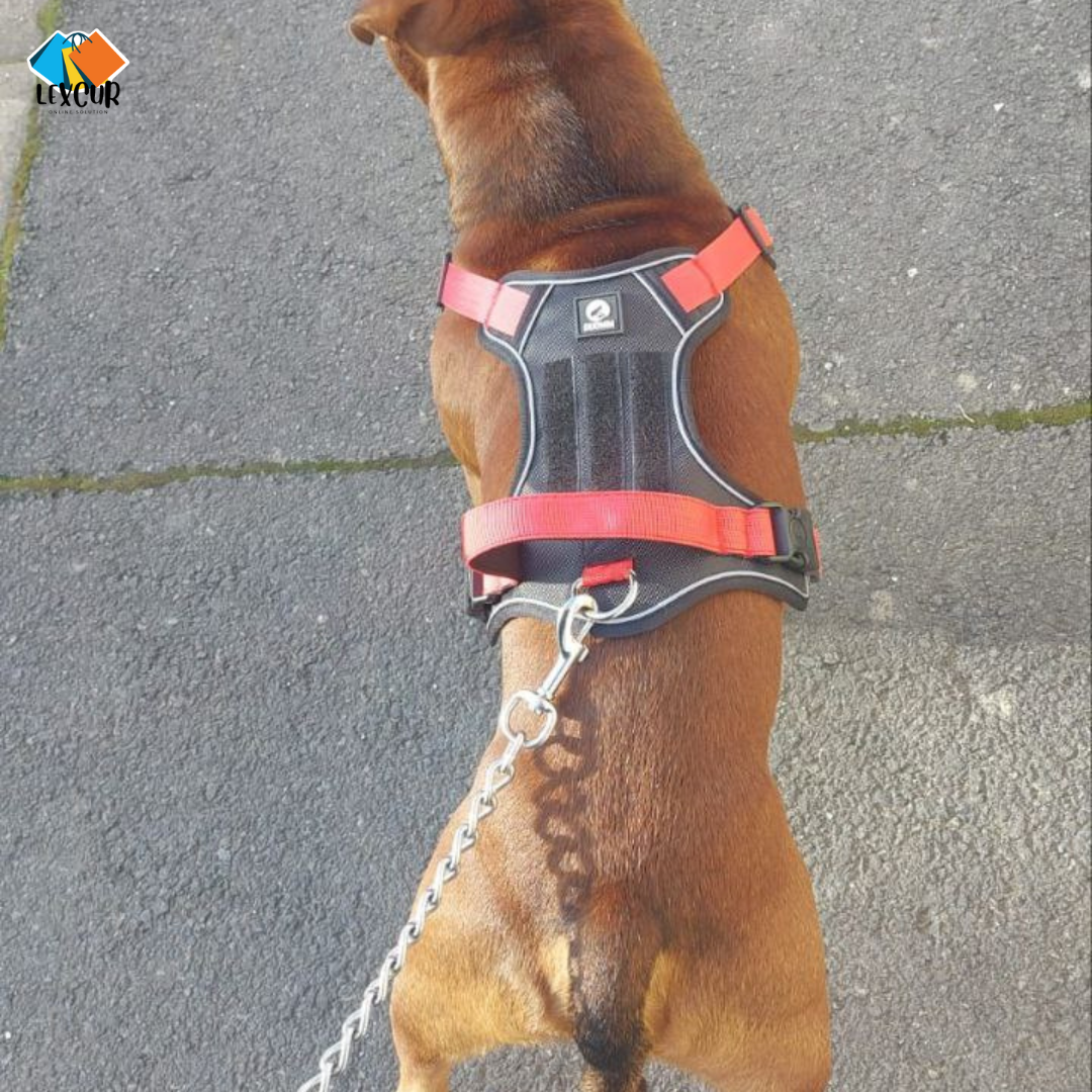 Harnais Flex - Gilet pour chien