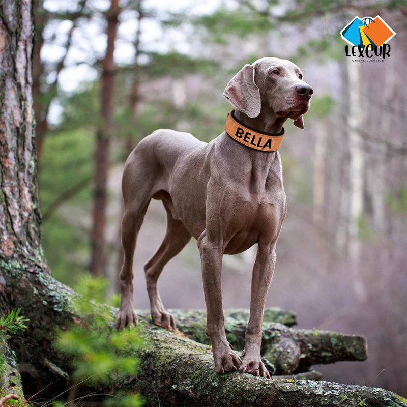 Oscar - Collier pour chien personnalisé